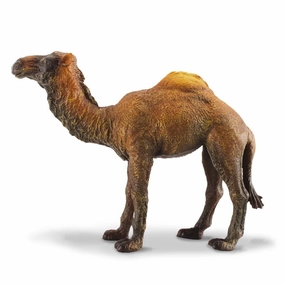 Dromedary Camel