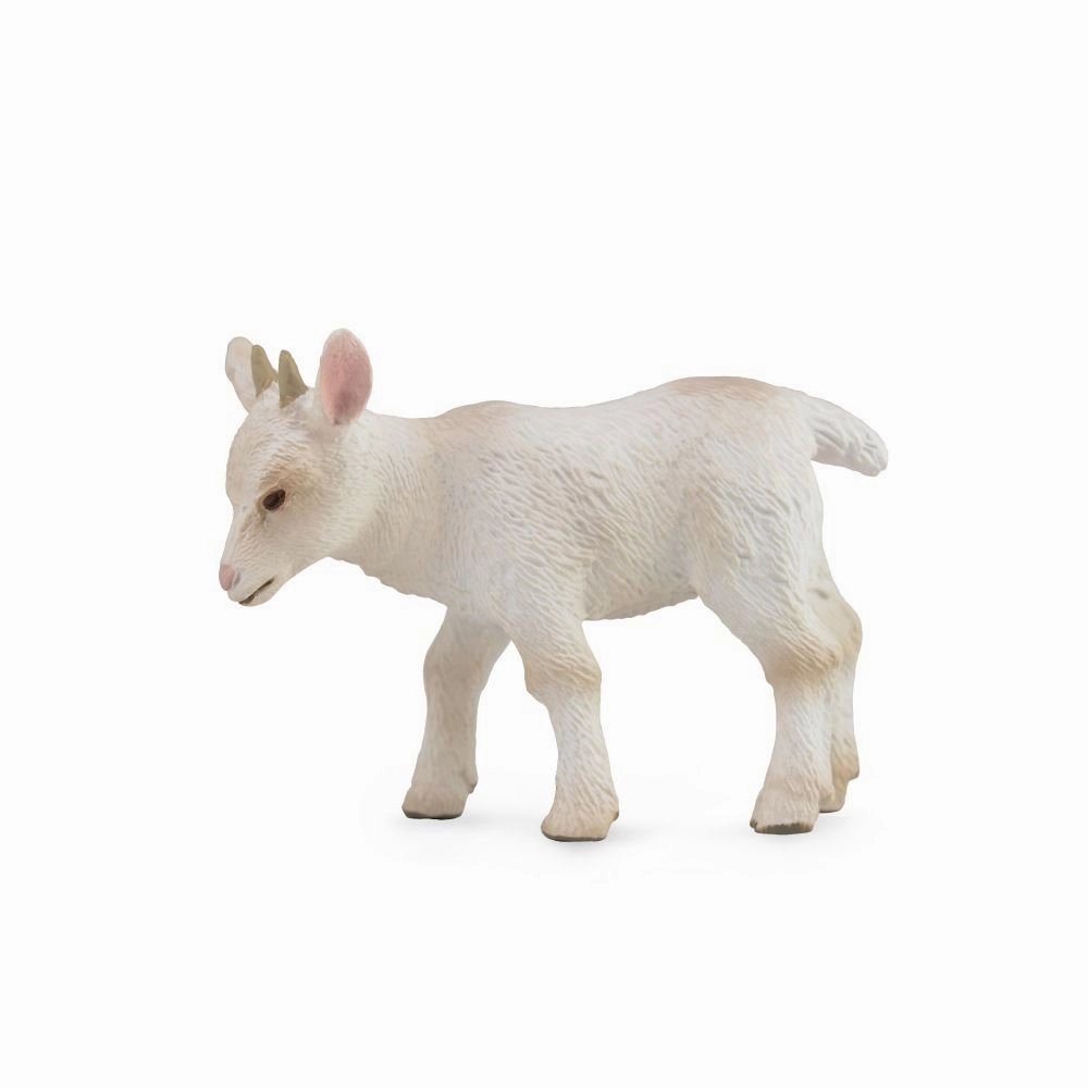 Goat Kid - Walking
