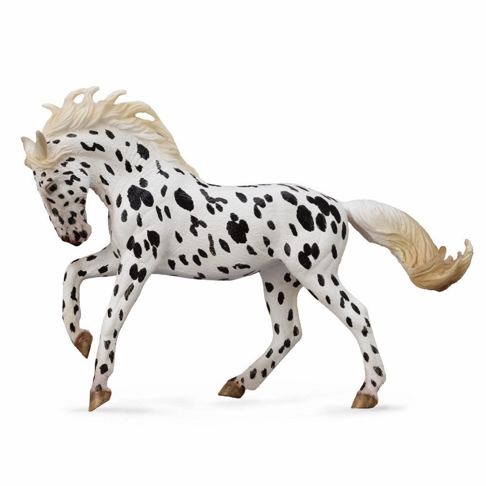 Knabstrupper Mare Black Leopard
