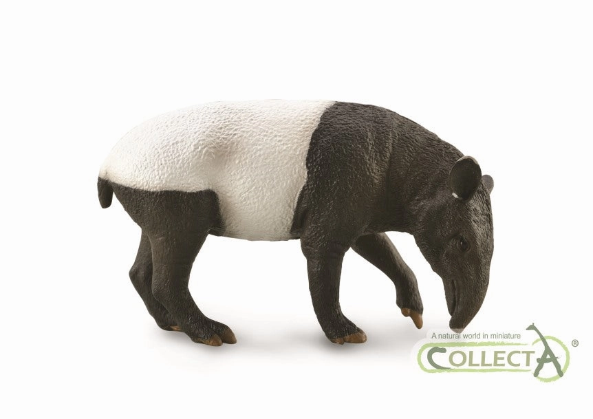 Malayan Tapir