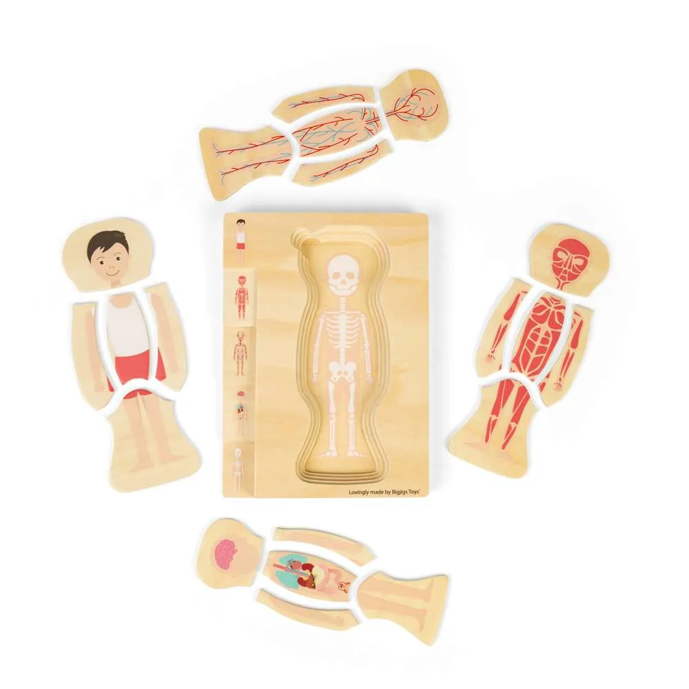 Male Human Anatomy Puzzle
