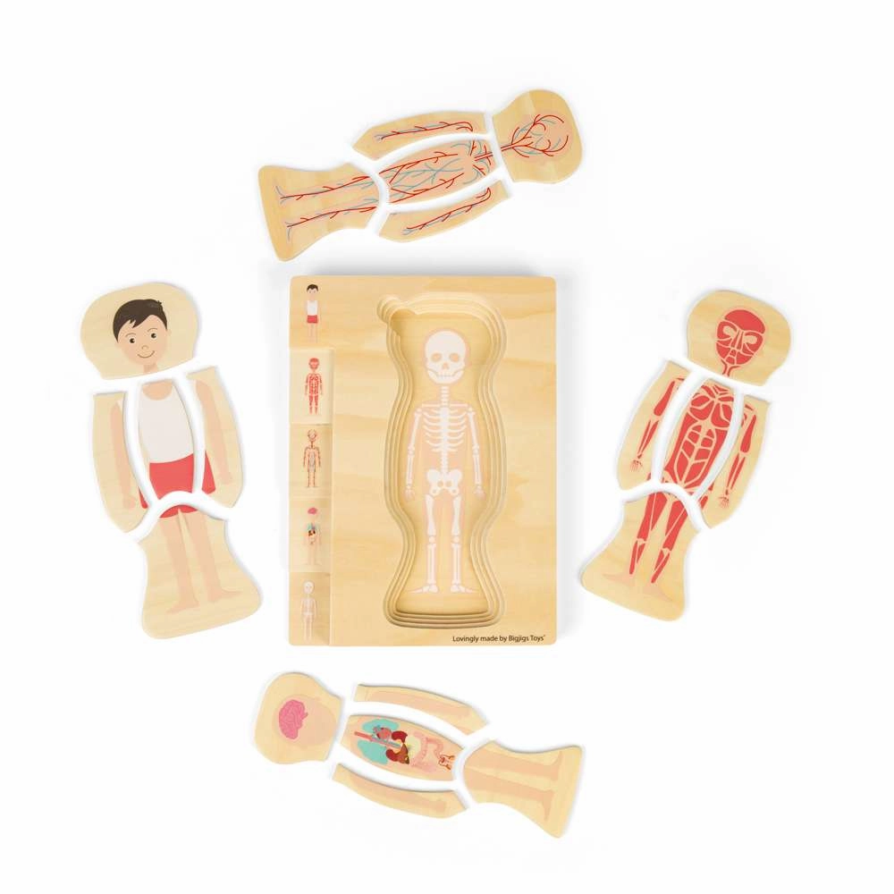 Male Human Anatomy Puzzle