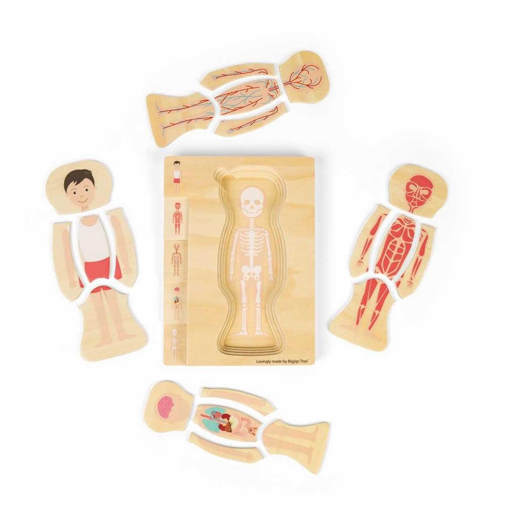 Male Human Anatomy Puzzle