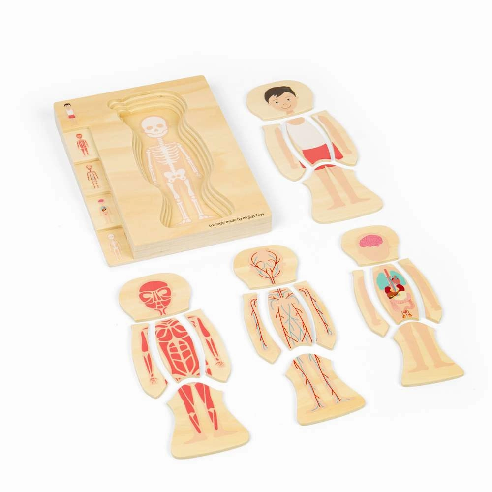Male Human Anatomy Puzzle