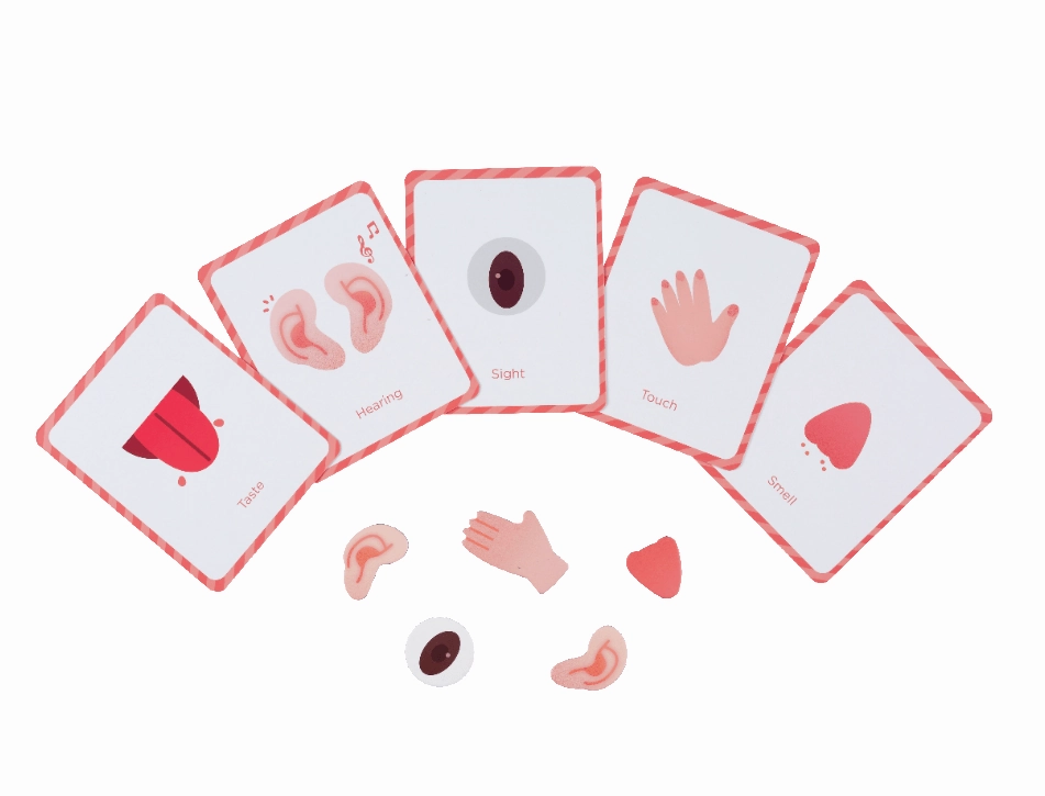 Mieredu Magnetic Kit - My Body   Emotion