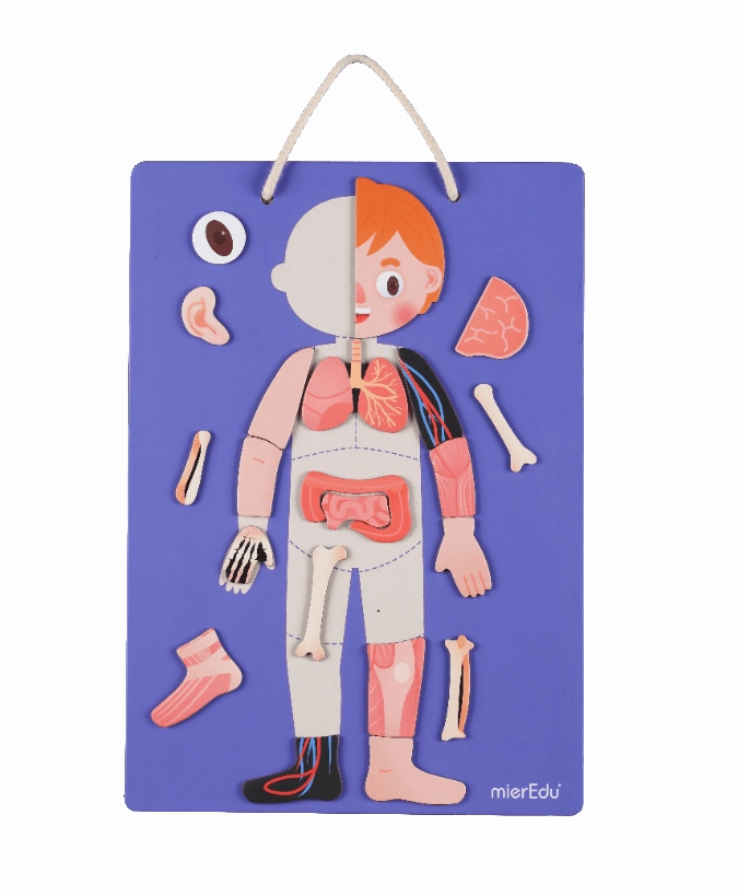 Mieredu Magnetic Kit - My Body   Emotion