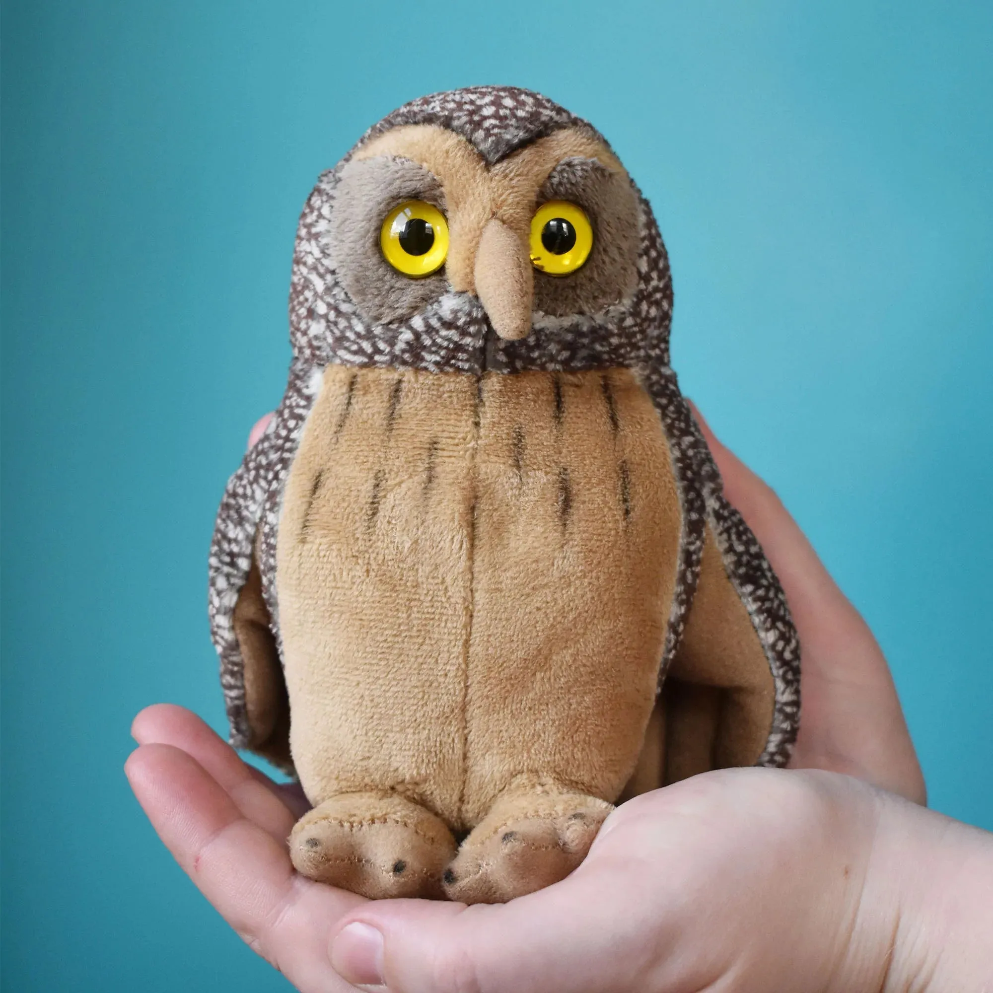 Morepork with sound