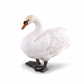 Mute Swan