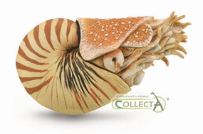 Nautilus Pompilius