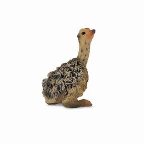 Ostrich Chick Sitting