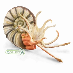Pleuroceras Ammonite