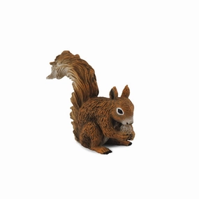 Red Squirrel Eating