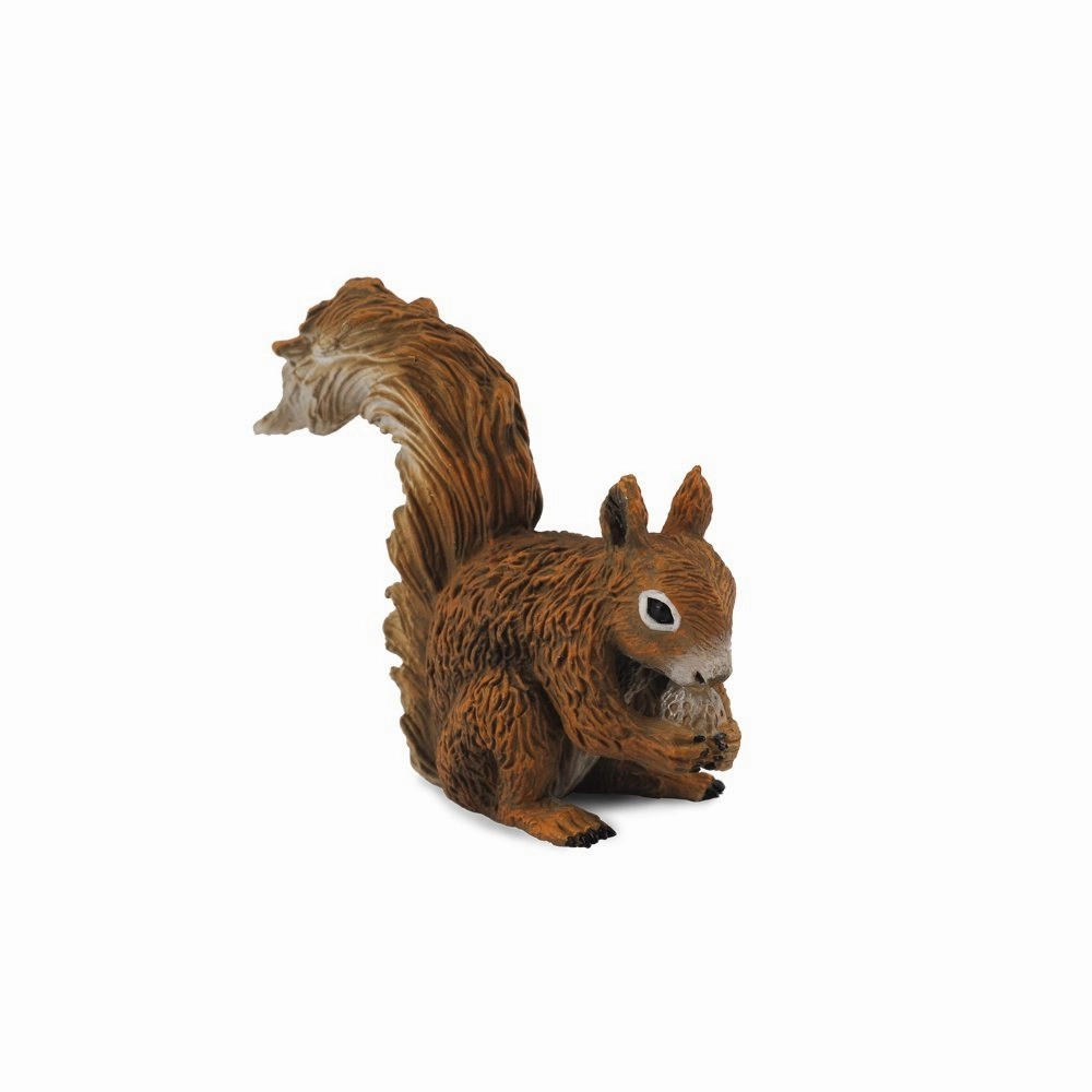 Red Squirrel Eating