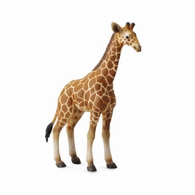 Reticulated Giraffe Calf