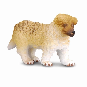 Rough Haired Collie Puppy