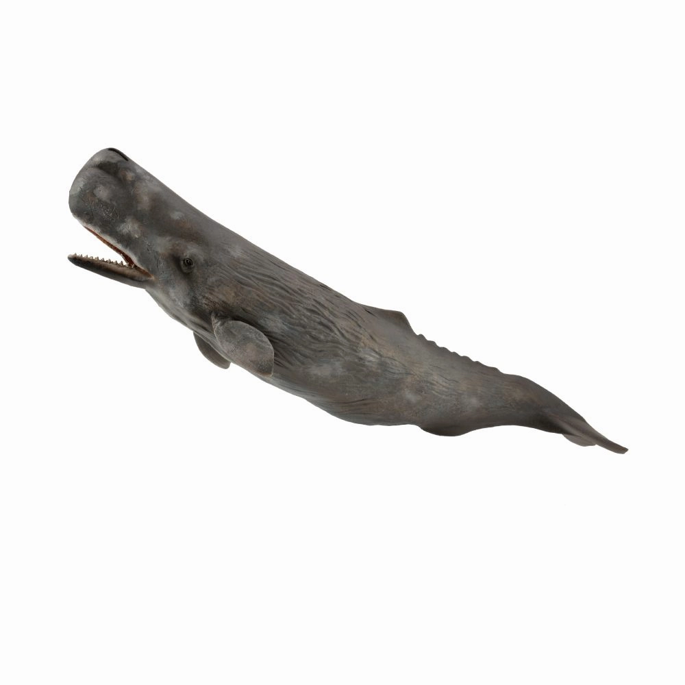 Sperm Whale