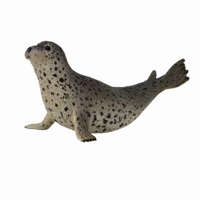 Spotted Seal