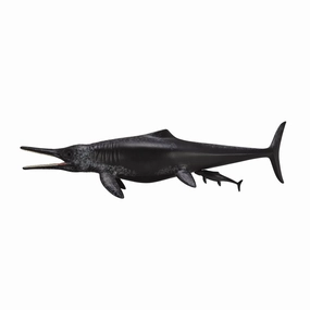 Temnodontosaurus Platyodon Birth
