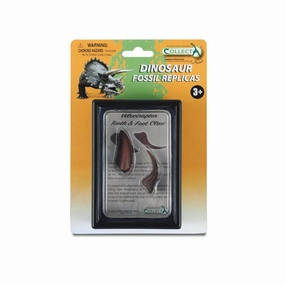 Tooth & Foot Claw Of Velociraptor In Display Case
