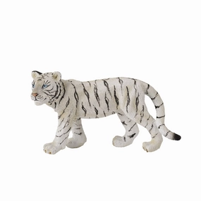 White Tiger Cub Walking